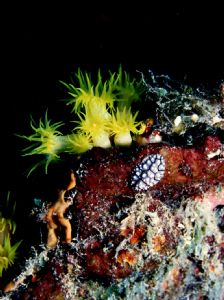 Cup coral and nudibranch on bow of Fujikawa Maru, Chuuk. ... by Robert L. Gallo 